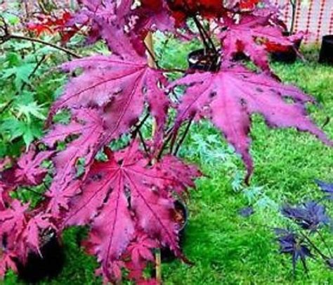 Purple Ghost Japanese Maple – new life nursery Local