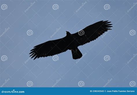 Silhouette of golden eagle stock image. Image of mountains - 238243543