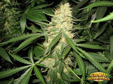 White Berry Strain Seeds - Strain Review | Grow-Marijuana.com