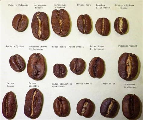 Different Types Of Coffee Beans - Different Coffee Beans Isolated On ...