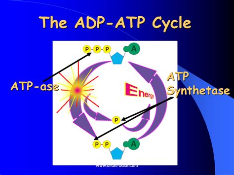 Diagram Of Atp Adp Cycle