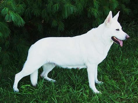 American White Shepherd - Puppies, Rescue, Pictures, Information ...