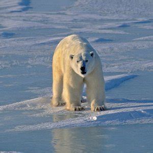 Polar Bear Conservation - Animal Facts and Information