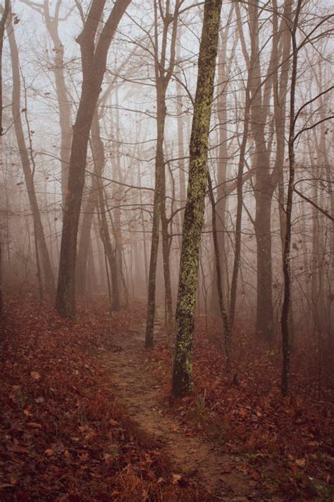 Foggy Autumnal Forest · Free Stock Photo