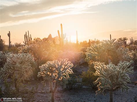 Saguaro Cactus Sunset - Wildernessshots Photography