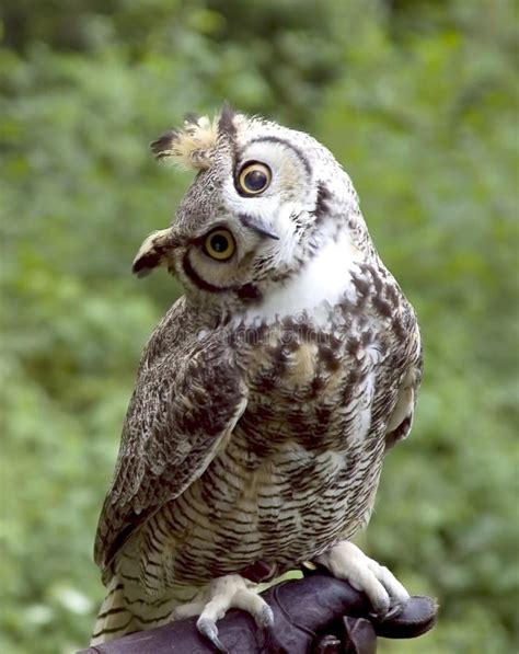 Huh? Owl stock image. Image of talons, bird, unique, unexpected - 282005