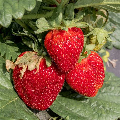 Recommended Strawberry Varieties by State (Updated 2022)