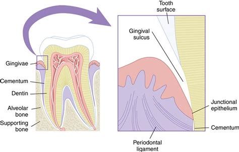 Alveolar Bone Anatomy