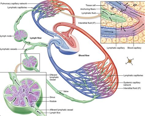 Schematic Diagram Of Lymphatic System