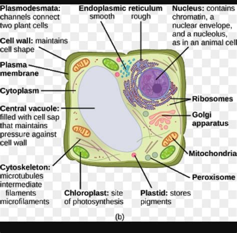 Functions Of Plant Cell Parts