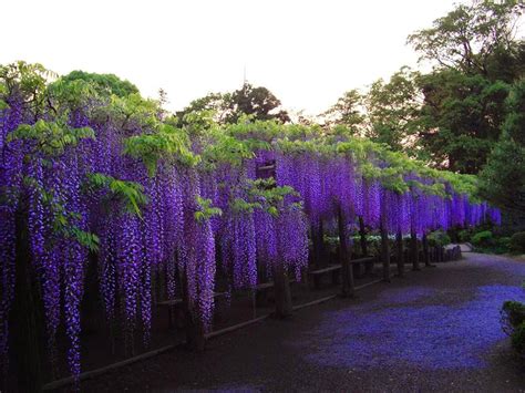 Mail2Day: 100 Years Old | Beautiful Wisteria in Japan