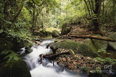 Rainforest In Sarawak, Borneo Photograph by Art Wolfe - Fine Art America