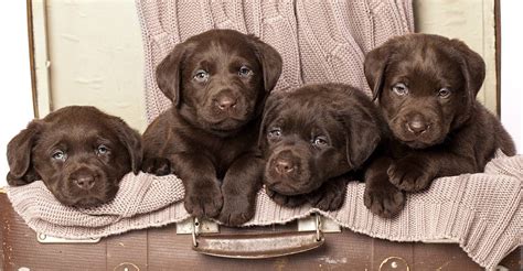 Chocolate Lab - Your Guide To The Chocolate Labrador Retriever