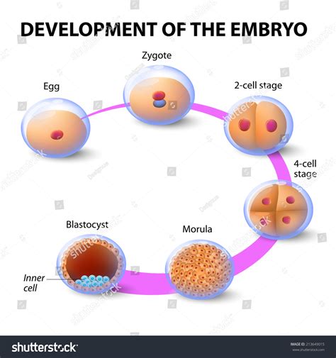 27 Gametes formation Images, Stock Photos & Vectors | Shutterstock