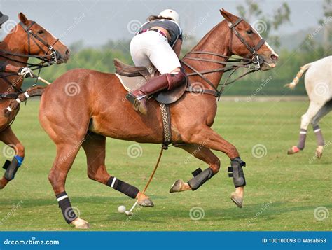 Woman horse polo player editorial stock photo. Image of dirt - 100100093