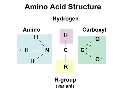 Proteins and Amino Acids: Discovery of the Unicist Ontology of Amino ...