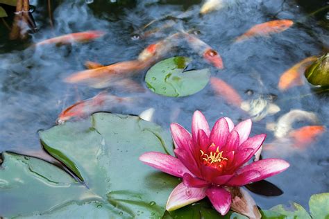 Outdoor Koi Pond Plants - Kal-Aragaye