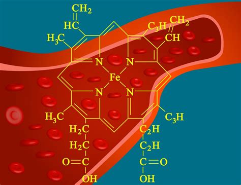 Function and Synthesis of Hemoglobin | Interactive Biology, with Leslie ...