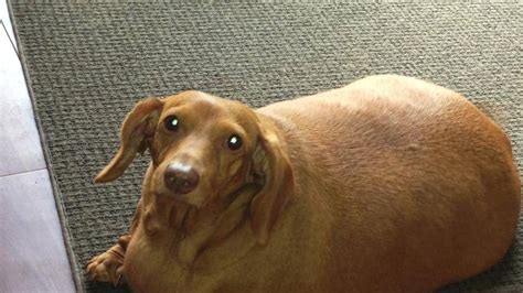 Thanks to new owner and diet, formerly obese Dennis the dachshund is ...