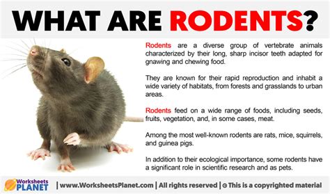 What are Rodents?