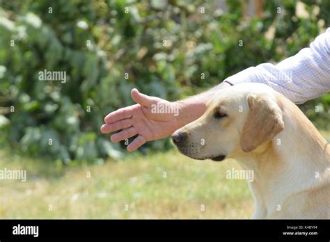 Golden Retriever in training Stock Photo - Alamy