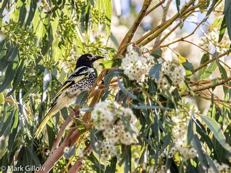 Regent honeyeater - Facts, Diet, Habitat & Pictures on Animalia.bio