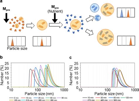 Measurement of the sizes of self-reproducing LLPS-formed droplets a ...