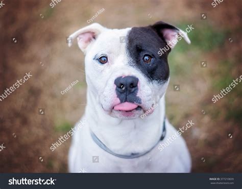 Black White Pit Bull Mix Stock Photo 377210839 - Shutterstock