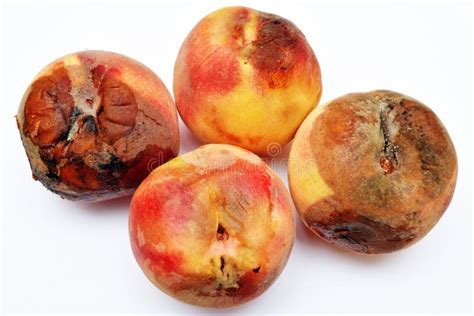 Rotten Peach stock image. Image of unhealthy, rotten, fuzzy - 4595203