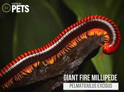 Pelmatojulus Excisus "Giant Fire Millipede" Care Guide!