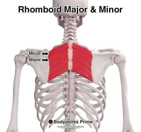 Rhomboid Major Muscle Anatomy - Bodyworks Prime