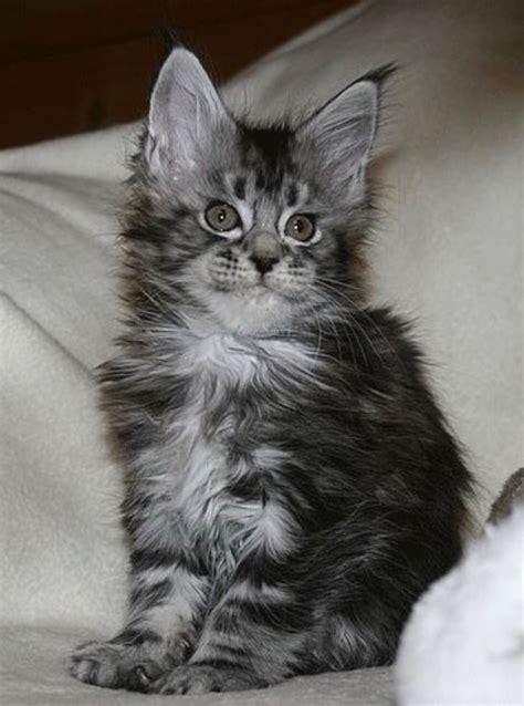 The Tufted Ears Of The Maine Coon Cat – CatsInfo