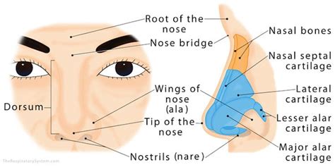 Human Nose Anatomy Diagram