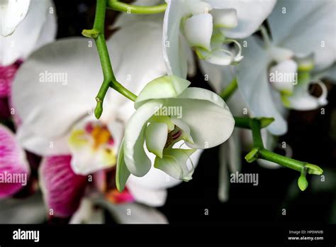 Orchids at Kew Gardens Stock Photo - Alamy