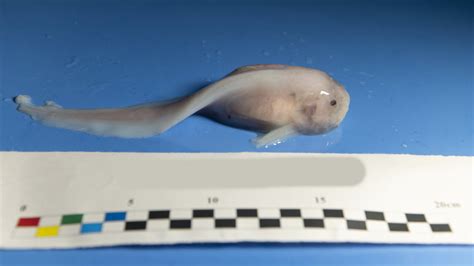 Sequencing of snailfish from Mariana Trench reveals clues on how it ...