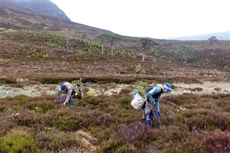 3000 CAP Trees Planted at Alladale Wilderness Reserve, Scotland