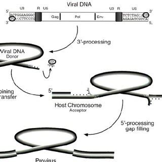 Replication cycle of HBV illustrating the site of action of polymerase ...