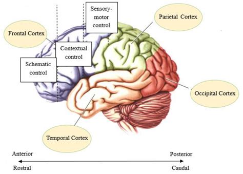 Prefrontal Cortex Diagram