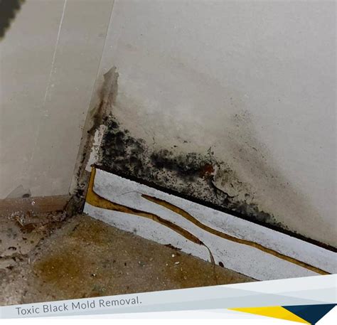 Toxic Black Mold Removal | FDP Mold Remediation