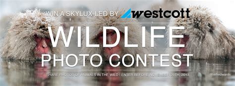 Wildlife Photography Contest by Westcott - ViewBug.com