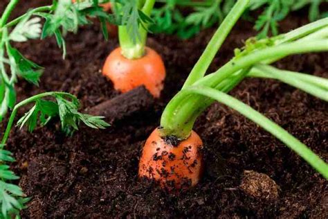 How to Grow Carrots Easily | Limitless Growth Guide