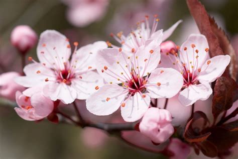 Symbolism And Meaning of the Cherry Blossom Cherry Blossom Flowers ...