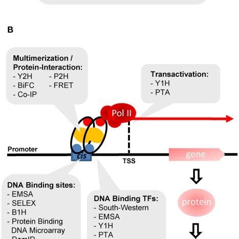 Methods to analyze transcription factor function. (A) The modular ...