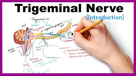 Trigeminal Nerve Pathway Diagram