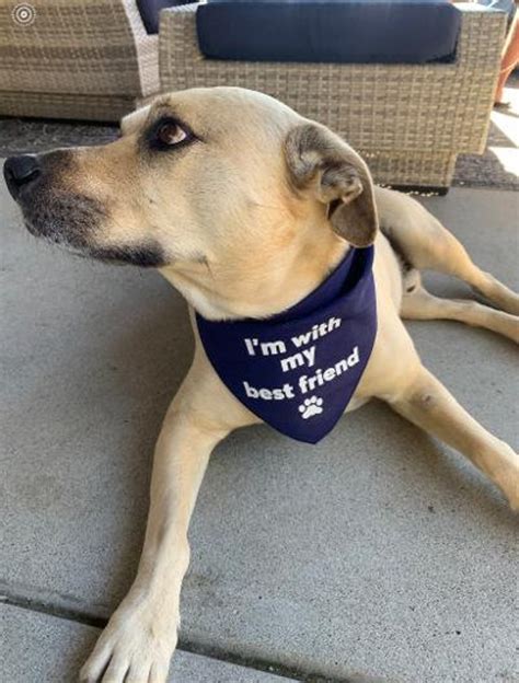 Dog Bandanas With Cute Sayings - Etsy