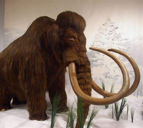 Woolly Mammoth | Animal Wildlife