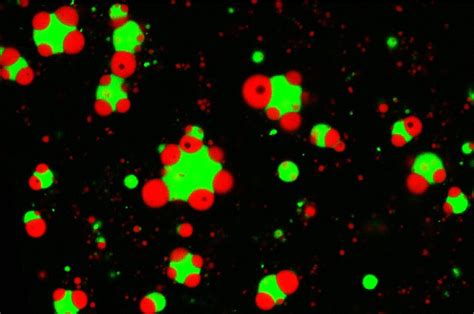 What rules govern the structure of membraneless organelles?