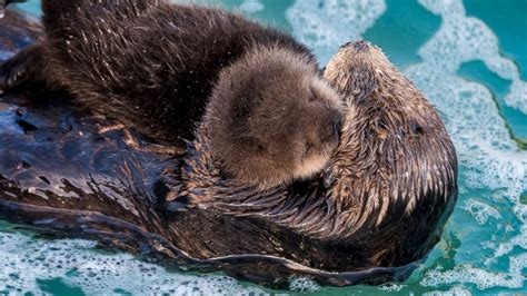 Baby Sea Otters With Mom