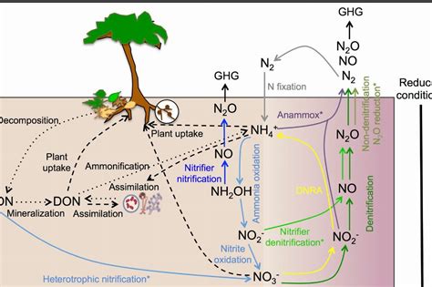 Benefits of Denitrification - Nitrification - Climate Policy Watcher