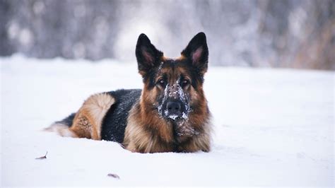 dog, German Shepherd, Animals, Snow Wallpapers HD / Desktop and Mobile ...